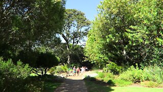 SOUTH AFRICA - Cape Town - Kirstenbosch National Botanical Garden (Video) (jgw)