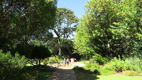 SOUTH AFRICA - Cape Town - Kirstenbosch National Botanical Garden (Video) (jgw)