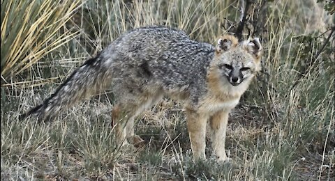 Fox In My Yard 2018