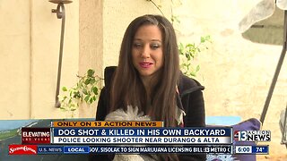 Miniature poodle shot, killed in owner's west Las Vegas backyard