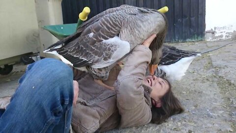 A goose giving affection like dogs do 💓