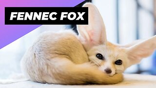 Fennec Fox 🦊 One Of The Cutest And Exotic Animals In The World #shorts