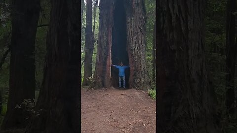 The GREAT Redwoods along the Avenue of the GIANTS #smalltown #tourism
