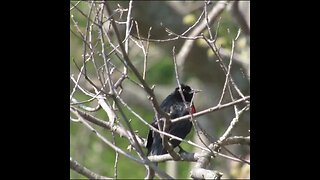 red winged blackbird