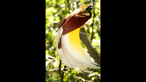 Beautiful birds 🐦 🐦‍⬛