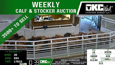 2/21/2023 - OKC West Calf and Stocker Auction