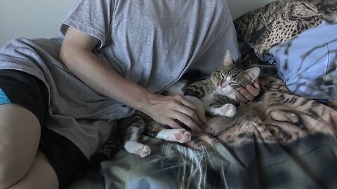 Fluffy Cat Relaxes on the Bed