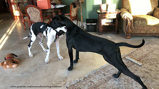 Pesky Puppy Interrupts Great Dane's Yoga Stretches