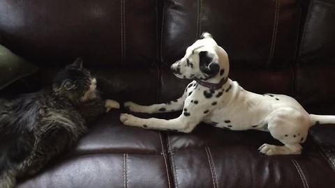 Dalmatian puppy desperately attempts to befriend cat