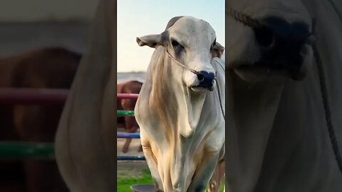 Meet the Colossal Bull of Sibbi: King of Strength and Size 😍! #subhanallah #shorts #viralvideo