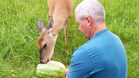 Wild deer thoroughly enjoys being hand fed watermelon