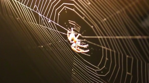 Why You Should Think Twice About Killing Spiders
