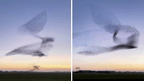 Clouds of starlings: clouds of birds in a perfectly synchronized ballet