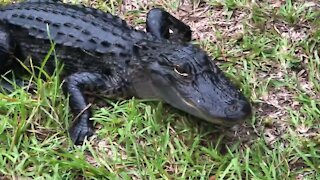 Alligator is afraid of cat, runs back into the water