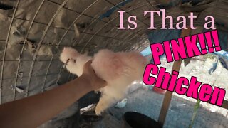 Pink Chickens/Green Rabbits/ Homestead Happenings