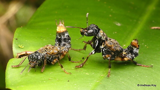 Courtship of rove beetles in Ecuador rainforest