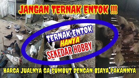 SUKA DUKA PETERNAK ENTOK DI SAAT RESESI DUNIA MULAI MELANDA