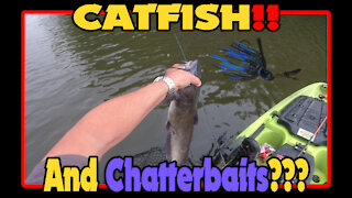 Chatter Cat!! Creek Catfish slams Black and Blue Chatterbait while Kayak Bass Fishing.