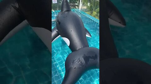 Intex Whale Inflatable Pool Ride-On #shorts