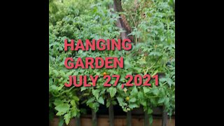 HANGING GARDEN JULY 26,2021