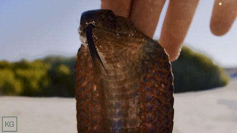 Putting 2 of Africa's deadliest Cobras to Sleep With a Touch