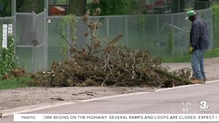 Nonprofit to help remove larger trees in yards