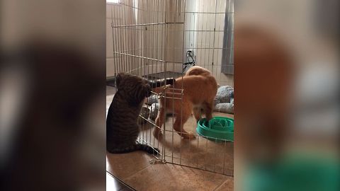 Sneaky Cat Can't Stop Swatting At This ADORABLE Puppy