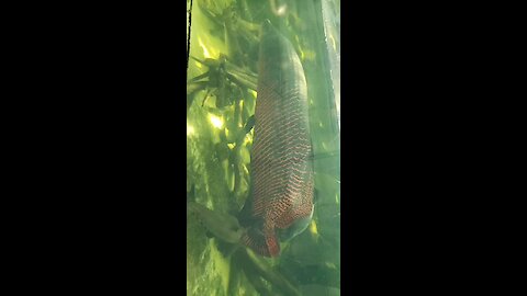 Largest Freshwater Fish from South America - Arapaima