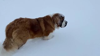 St. Bernards and Great Dane loving the fresh snow!