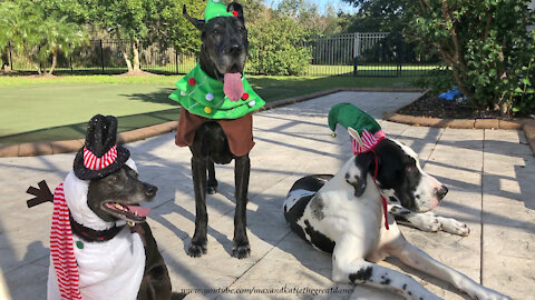 Great Danes And Friends Have Fun in Christmas Tree and Elf and Snowman Outfits