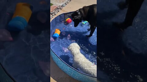 When Mom Buys a New Pool for Some Summer Fun✨ #dog #belgianmalinois #maltipoo #shorts #summer #pool