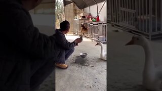 Can’t even blame the dog 😹😹😹😹 #shorts #viral #lol #subscribe #reels #shortvideo #dog #dogs