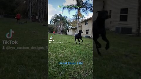 Great Dane Life #dog #doglover #greatdane #dogs #cute #black #customdogbowl #stainlesssteel #beach