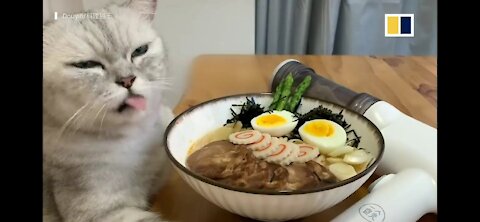 Cat cooking with her hands gone viral