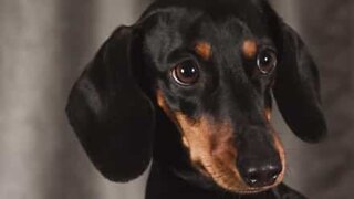 Dog needs winding up in order to swim