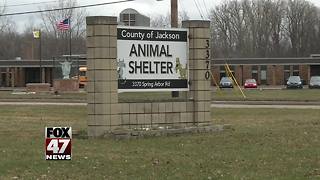 Jackson County without animal control