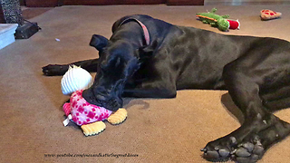 Funny Great Dane Puppy Loves Playing With Her Toys