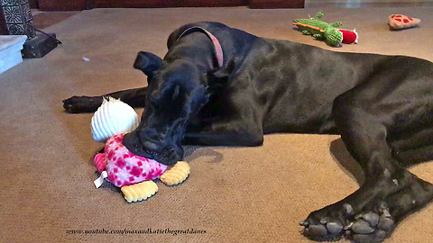 Funny Great Dane Puppy Loves Playing With Her Toys