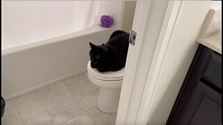 Adopting a Cat from a Shelter Vlog - Cute Precious Piper is a Toilet Loaf