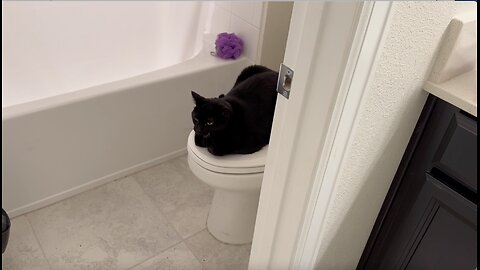 Adopting a Cat from a Shelter Vlog - Cute Precious Piper is a Toilet Loaf