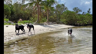 Great Dane Sisters Enjoy Their First Day At The Beach With Brother Dog