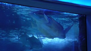Giant Sea Turtle - Newport Aquarium - Jan '23