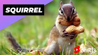 Squirrel 🐿 On The Most Intelligent Animals In The World #shorts