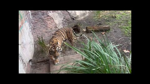 Walt Disney World: Animal Kingdom - Maharajah Jungle Trek: Tiger, Komodo Dragon, Fish Tank, & Aviary