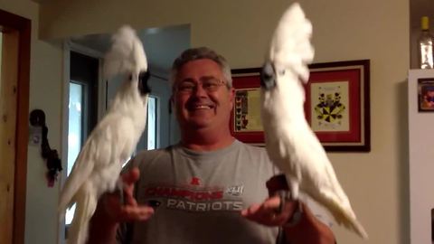 Pair of cockatoos enthusiastically sing children's songs