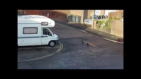 2 Crows vs Ginger Kitten - What was the last Crow really going to do?