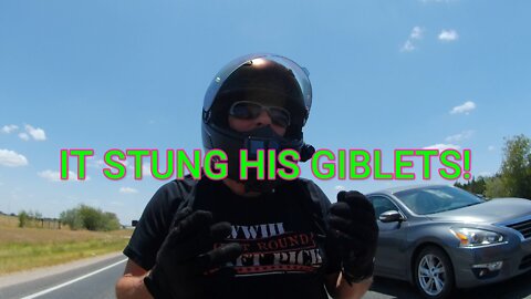 IT STUNG HIS GIBLETS! #sundayshorts #stung #giblets