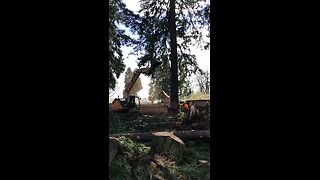 Taking down 180' tree with excavator