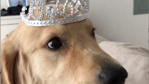 I'm a King! Not a princess