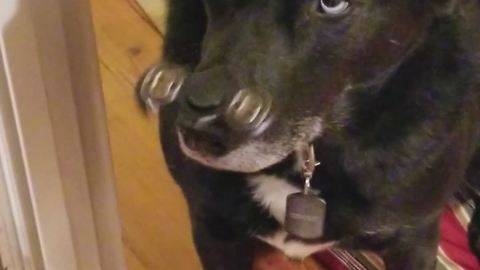 Focused dog perfectly balances fidget spinner on nose